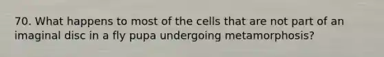 70. What happens to most of the cells that are not part of an imaginal disc in a fly pupa undergoing metamorphosis?