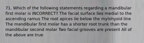 71. Which of the following statements regarding a mandibular first molar is INCORRECT? The facial surface lies medial to the ascending ramus The root apices lie below the mylohyoid line The mandibular first molar has a shorter root trunk than the mandibular second molar Two facial grooves are present All of the above are true