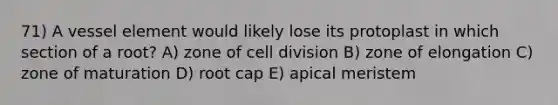 71) A vessel element would likely lose its protoplast in which section of a root? A) zone of cell division B) zone of elongation C) zone of maturation D) root cap E) apical meristem