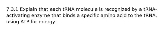 7.3.1 Explain that each tRNA molecule is recognized by a tRNA-activating enzyme that binds a specific amino acid to the tRNA, using ATP for energy