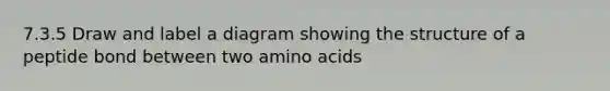 7.3.5 Draw and label a diagram showing the structure of a peptide bond between two amino acids