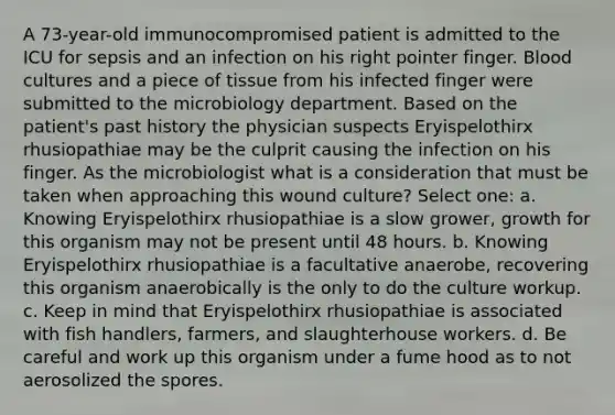 A 73-year-old immunocompromised patient is admitted to the ICU for sepsis and an infection on his right pointer finger. Blood cultures and a piece of tissue from his infected finger were submitted to the microbiology department. Based on the patient's past history the physician suspects Eryispelothirx rhusiopathiae may be the culprit causing the infection on his finger. As the microbiologist what is a consideration that must be taken when approaching this wound culture? Select one: a. Knowing Eryispelothirx rhusiopathiae is a slow grower, growth for this organism may not be present until 48 hours. b. Knowing Eryispelothirx rhusiopathiae is a facultative anaerobe, recovering this organism anaerobically is the only to do the culture workup. c. Keep in mind that Eryispelothirx rhusiopathiae is associated with fish handlers, farmers, and slaughterhouse workers. d. Be careful and work up this organism under a fume hood as to not aerosolized the spores.