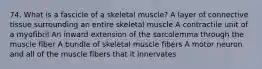 74. What is a fascicle of a skeletal muscle? A layer of connective tissue surrounding an entire skeletal muscle A contractile unit of a myofibril An inward extension of the sarcolemma through the muscle fiber A bundle of skeletal muscle fibers A motor neuron and all of the muscle fibers that it innervates