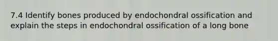 7.4 Identify bones produced by endochondral ossification and explain the steps in endochondral ossification of a long bone