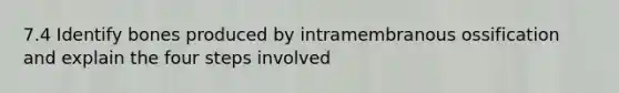 7.4 Identify bones produced by intramembranous ossification and explain the four steps involved