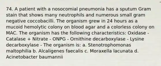 74. A patient with a nosocomial pneumonia has a sputum Gram stain that shows many neutrophils and numerous small gram negative coccobacilli. The organism grew in 24 hours as a mucoid hemolytic colony on blood agar and a colorless colony on MAC. The organism has the following characteristics: Oxidase - Catalase + Nitrate - ONPG - Ornithine decarboxylase - Lysine decarboxylase - The organism is: a. Stenotrophomonas maltophilia b. Alcaligenes faecalis c. Moraxella lacunata d. Acinetobacter baumannii