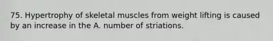 75. Hypertrophy of skeletal muscles from weight lifting is caused by an increase in the A. number of striations.