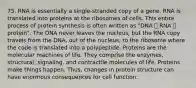 75. RNA is essentially a single-stranded copy of a gene. RNA is translated into proteins at the ribosomes of cells. This entire process of protein synthesis is often written as "DNA 🡪 RNA 🡪 protein". The DNA never leaves the nucleus, but the RNA copy travels from the DNA, out of the nucleus, to the ribosome where the code is translated into a polypeptide. Proteins are the molecular machines of life. They comprise the enzymes, structural, signaling, and contractile molecules of life. Proteins make things happen. Thus, changes in protein structure can have enormous consequences for cell function.