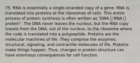 75. RNA is essentially a single-stranded copy of a gene. RNA is translated into proteins at the ribosomes of cells. This entire process of protein synthesis is often written as "DNA 🡪 RNA 🡪 protein". The DNA never leaves the nucleus, but the RNA copy travels from the DNA, out of the nucleus, to the ribosome where the code is translated into a polypeptide. Proteins are the molecular machines of life. They comprise the enzymes, structural, signaling, and contractile molecules of life. Proteins make things happen. Thus, changes in protein structure can have enormous consequences for cell function.