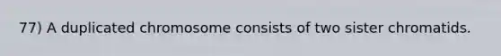 77) A duplicated chromosome consists of two sister chromatids.