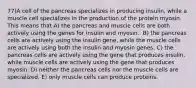 77)​A cell of the pancreas specializes in producing insulin, while a muscle cell specializes in the production of the protein myosin. This means that ​​A) the pancreas and muscle cells are both actively using the genes for insulin and myosin. ​​ B) the pancreas cells are actively using the insulin gene, while the muscle cells are actively using both the insulin and myosin genes.​ C) the pancreas cells are actively using the gene that produces insulin, while muscle cells are actively using the gene that produces myosin.​ D) neither the pancreas cells nor the muscle cells are specialized.​ E) only muscle cells can produce proteins.