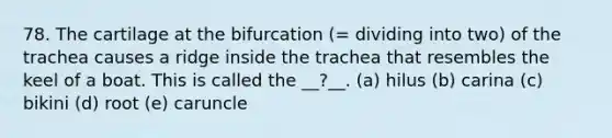 78. The cartilage at the bifurcation (= dividing into two) of the trachea causes a ridge inside the trachea that resembles the keel of a boat. This is called the __?__. (a) hilus (b) carina (c) bikini (d) root (e) caruncle