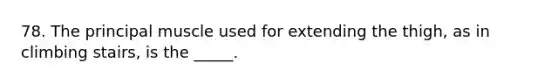 78. The principal muscle used for extending the thigh, as in climbing stairs, is the _____.