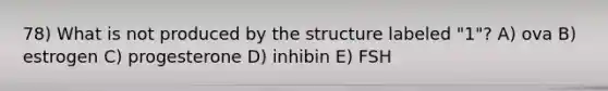 78) What is not produced by the structure labeled "1"? A) ova B) estrogen C) progesterone D) inhibin E) FSH