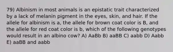 79) Albinism in most animals is an epistatic trait characterized by a lack of melanin pigment in the eyes, skin, and hair. If the allele for albinism is a, the allele for brown coat color is B, and the allele for red coat color is b, which of the following genotypes would result in an albino cow? A) AaBb B) aaBB C) aabb D) Aabb E) aaBB and aabb