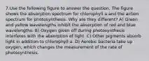 7.Use the following figure to answer the question. The figure shows the absorption spectrum for chlorophyll a and the action spectrum for photosynthesis. Why are they different? A) Green and yellow wavelengths inhibit the absorption of red and blue wavelengths. B) Oxygen given off during photosynthesis interferes with the absorption of light. C) Other pigments absorb light in addition to chlorophyll a. D) Aerobic bacteria take up oxygen, which changes the measurement of the rate of photosynthesis.