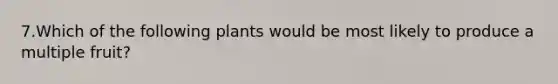 7.Which of the following plants would be most likely to produce a multiple fruit?