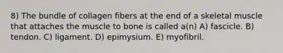 8) The bundle of collagen fibers at the end of a skeletal muscle that attaches the muscle to bone is called a(n) A) fascicle. B) tendon. C) ligament. D) epimysium. E) myofibril.