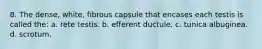 8. The dense, white, fibrous capsule that encases each testis is called the: a. rete testis. b. efferent ductule. c. tunica albuginea. d. scrotum.