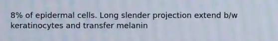 8% of epidermal cells. Long slender projection extend b/w keratinocytes and transfer melanin