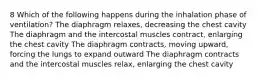 8 Which of the following happens during the inhalation phase of ventilation? The diaphragm relaxes, decreasing the chest cavity The diaphragm and the intercostal muscles contract, enlarging the chest cavity The diaphragm contracts, moving upward, forcing the lungs to expand outward The diaphragm contracts and the intercostal muscles relax, enlarging the chest cavity