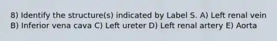 8) Identify the structure(s) indicated by Label S. A) Left renal vein B) Inferior vena cava C) Left ureter D) Left renal artery E) Aorta