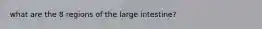 what are the 8 regions of the large intestine?