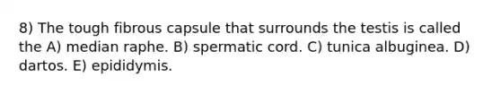 8) The tough fibrous capsule that surrounds the testis is called the A) median raphe. B) spermatic cord. C) tunica albuginea. D) dartos. E) epididymis.