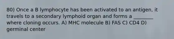 80) Once a B lymphocyte has been activated to an antigen, it travels to a secondary lymphoid organ and forms a ________ where cloning occurs. A) MHC molecule B) FAS C) CD4 D) germinal center