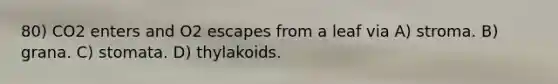 80) CO2 enters and O2 escapes from a leaf via A) stroma. B) grana. C) stomata. D) thylakoids.
