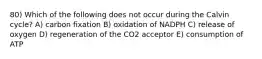 80) Which of the following does not occur during the Calvin cycle? A) carbon fixation B) oxidation of NADPH C) release of oxygen D) regeneration of the CO2 acceptor E) consumption of ATP