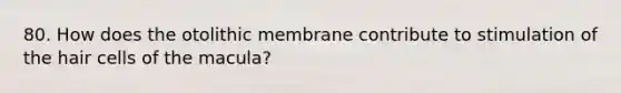 80. How does the otolithic membrane contribute to stimulation of the hair cells of the macula?