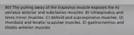 80) The pulling away of the trapezius muscle exposes the A) serratus anterior and subclavian muscles. B) infraspinatus and teres minor muscles. C) deltoid and supraspinatus muscles. D) rhomboid and levator scapulae muscles. E) gastrocnemius and tibialis anterior muscles