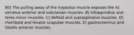 80) The pulling away of the trapezius muscle exposes the A) serratus anterior and subclavian muscles. B) infraspinatus and teres minor muscles. C) deltoid and supraspinatus muscles. D) rhomboid and levator scapulae muscles. E) gastrocnemius and tibialis anterior muscles.