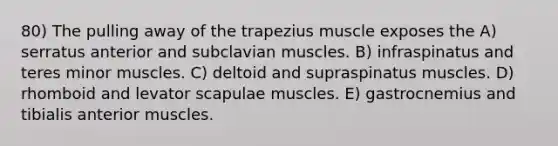 80) The pulling away of the trapezius muscle exposes the A) serratus anterior and subclavian muscles. B) infraspinatus and teres minor muscles. C) deltoid and supraspinatus muscles. D) rhomboid and levator scapulae muscles. E) gastrocnemius and tibialis anterior muscles.