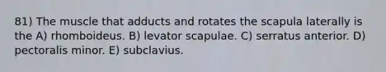 81) The muscle that adducts and rotates the scapula laterally is the A) rhomboideus. B) levator scapulae. C) serratus anterior. D) pectoralis minor. E) subclavius.