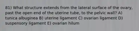 81) What structure extends from the lateral surface of the ovary, past the open end of the uterine tube, to the pelvic wall? A) tunica albuginea B) uterine ligament C) ovarian ligament D) suspensory ligament E) ovarian hilum