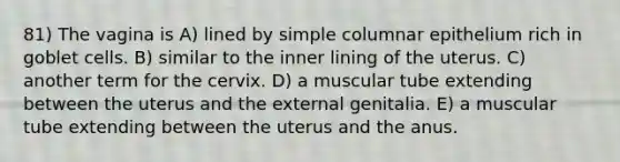 81) The vagina is A) lined by simple columnar epithelium rich in goblet cells. B) similar to the inner lining of the uterus. C) another term for the cervix. D) a muscular tube extending between the uterus and the external genitalia. E) a muscular tube extending between the uterus and the anus.