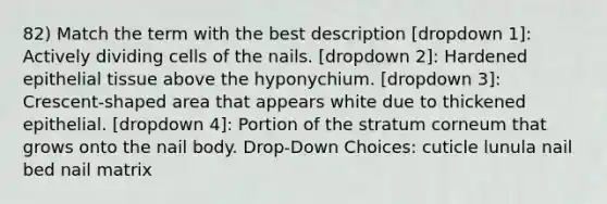 82) Match the term with the best description [dropdown 1]: Actively dividing cells of the nails. [dropdown 2]: Hardened epithelial tissue above the hyponychium. [dropdown 3]: Crescent-shaped area that appears white due to thickened epithelial. [dropdown 4]: Portion of the stratum corneum that grows onto the nail body. Drop-Down Choices: cuticle lunula nail bed nail matrix