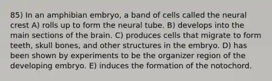 85) In an amphibian embryo, a band of cells called the neural crest A) rolls up to form the neural tube. B) develops into the main sections of the brain. C) produces cells that migrate to form teeth, skull bones, and other structures in the embryo. D) has been shown by experiments to be the organizer region of the developing embryo. E) induces the formation of the notochord.