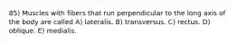 85) Muscles with fibers that run perpendicular to the long axis of the body are called A) lateralis. B) transversus. C) rectus. D) oblique. E) medialis.