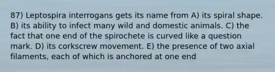 87) Leptospira interrogans gets its name from A) its spiral shape. B) its ability to infect many wild and domestic animals. C) the fact that one end of the spirochete is curved like a question mark. D) its corkscrew movement. E) the presence of two axial filaments, each of which is anchored at one end