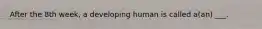 After the 8th week, a developing human is called a(an) ___.