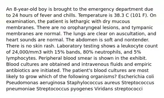 An 8-year-old boy is brought to the emergency department due to 24 hours of fever and chills. Temperature is 38.3 C (101 F). On examination, the patient is lethargic with dry mucous membranes. There are no oropharyngeal lesions, and tympanic membranes are normal. The lungs are clear on auscultation, and heart sounds are normal. The abdomen is soft and nontender. There is no skin rash. Laboratory testing shows a leukocyte count of 24,000/mm3 with 15% bands, 80% neutrophils, and 5% lymphocytes. Peripheral blood smear is shown in the exhibit. Blood cultures are obtained and intravenous fluids and empiric antibiotics are initiated. The patient's blood cultures are most likely to grow which of the following organisms? Escherichia coli Pseudomonas aeruginosa Staphylococcus aureus Streptococcus pneumoniae Streptococcus pyogenes Viridans streptococci