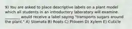 9) You are asked to place descriptive labels on a plant model which all students in an introductory laboratory will examine. ________ would receive a label saying "transports sugars around the plant." A) Stomata B) Roots C) Phloem D) Xylem E) Cuticle