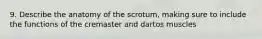 9. Describe the anatomy of the scrotum, making sure to include the functions of the cremaster and dartos muscles