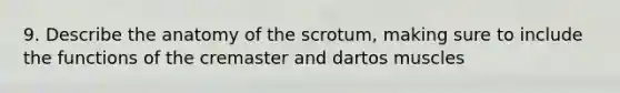 9. Describe the anatomy of the scrotum, making sure to include the functions of the cremaster and dartos muscles