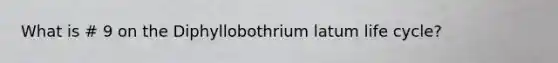 What is # 9 on the Diphyllobothrium latum life cycle?