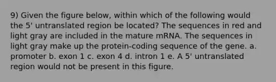 9) Given the figure below, within which of the following would the 5' untranslated region be located? The sequences in red and light gray are included in the mature mRNA. The sequences in light gray make up the protein-coding sequence of the gene. a. promoter b. exon 1 c. exon 4 d. intron 1 e. A 5' untranslated region would not be present in this figure.