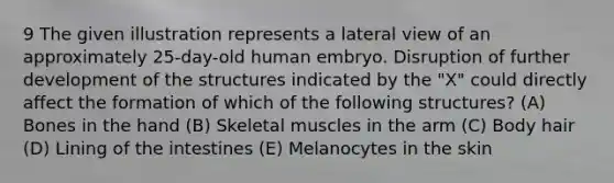 9 The given illustration represents a lateral view of an approximately 25-day-old human embryo. Disruption of further development of the structures indicated by the "X" could directly affect the formation of which of the following structures? (A) Bones in the hand (B) Skeletal muscles in the arm (C) Body hair (D) Lining of the intestines (E) Melanocytes in the skin